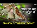 What If The Sparrow Is Completely Extinct | क्या हो अगर चिड़िया पूरी तरह से ख़त्म हो जाए.