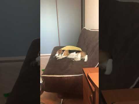 Бигль (Beagle) Мистер