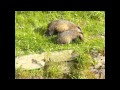 badger Барсук