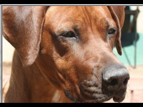ridgeback tour review