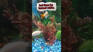 My goldfish turned white!