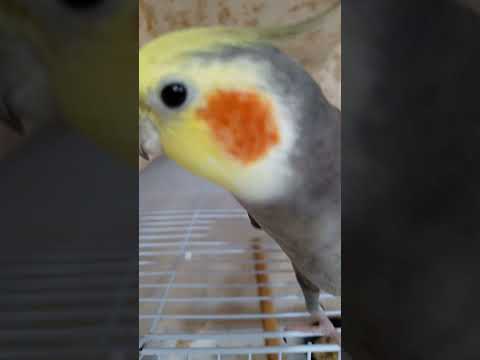 أقوا تحفيز لتغريد طائر الكوكتيل