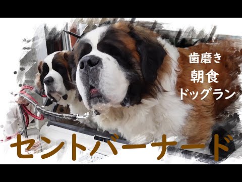 【歯磨きと朝食とドッグラン！編】今日も朝から大騒ぎ！平凡なセントバーナードの日記Brushing teeth, breakfast and a dog run! ed.Saint Bernard