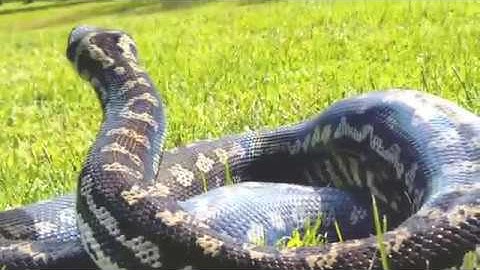 Huge Male Coastal Carpet Python