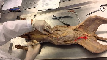 Cat dissection part one