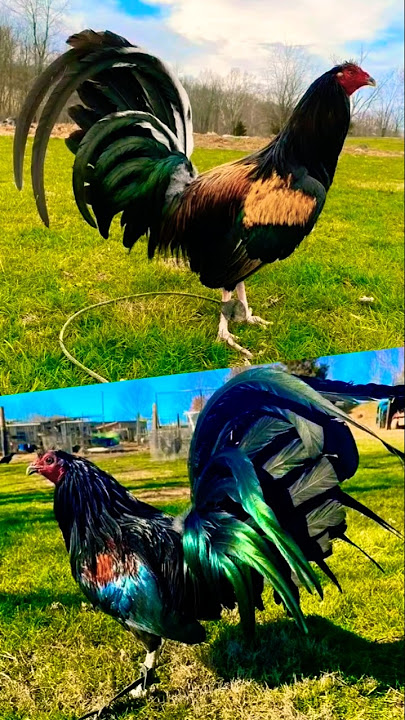 dalawang klase ng brassback #chicken