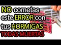 ✞ Mueren Todas Mis Hormigas ✞ Ha Muerto la Colonia ✞ No Cometas este Error al Criar la hormiga Reina