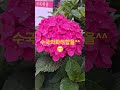 수국의화려함#수국#Hydrangea#gardening #화초관리 #garden #farming #flowers #fruits #옥상텃밭 #plants #식물