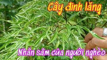 Cây đinh lăng - Nhân sâm của người nghèo - Cây thuốc quý dân gian - Thắp sáng ước mơ