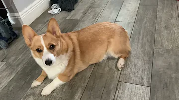 Nature documentary- Corgi’s environment
