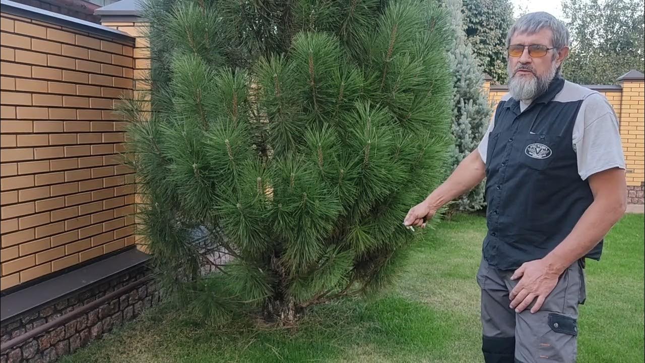 Осенняя подкормка хвойных растений - YouTube