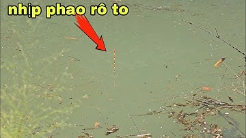 Câu đài tự nhiên chinh phục cá rô to ục nước giữa rừng quá bất ngờ | câu cá tự nhiên 
