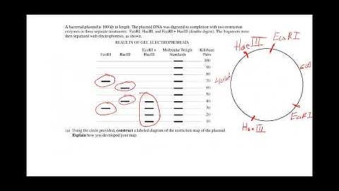 AP Biology Plasmids and Restriction Mapping