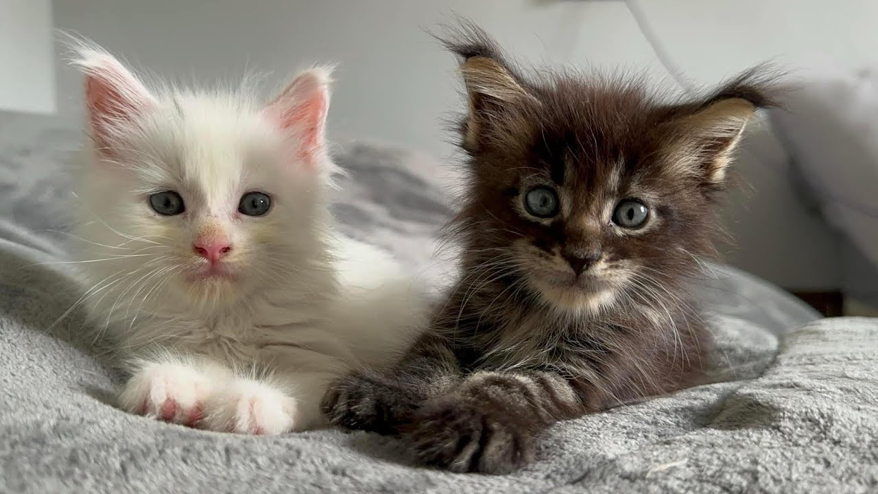 Птиц пьет молоко и мейн-куны осваиваются. Кайф🍀 Разговоры за ...