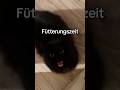 Nougat kann es nicht schnell genug beim Füttern gehen. #katze #katzenvideos