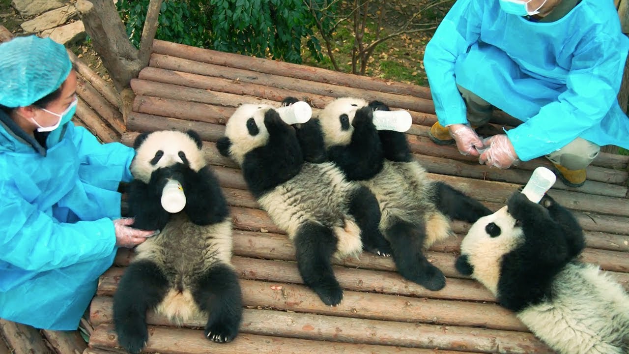 Escaping Baby Pandas