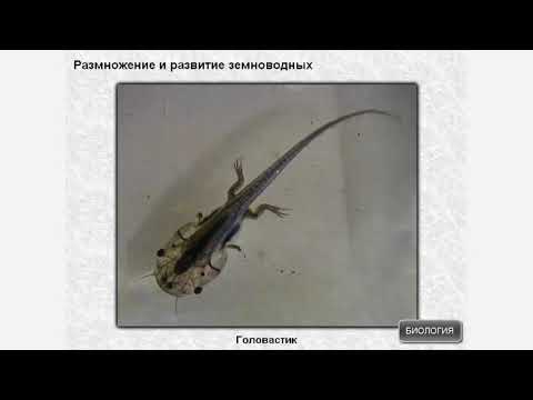 Размножение и развитие