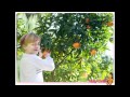 CRECIMIENTO DE LOS ARBOLES FRUTALES ALEJANDRA MONCADA