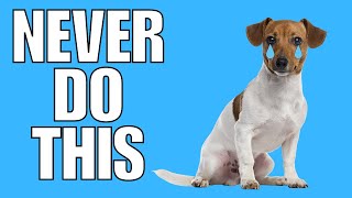 9 Things You Must NEVER Do To Your JACK RUSSELL TERRIER (EVER)