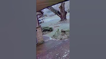 An accident occurred while logging #asmr #satisfying #tree #oddlysatisfyingvideo #fypシ