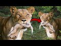 Lioness stolen and killed the other lioness cub but she didnt eat it kruger national park bbc earth