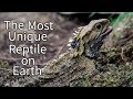 The Tuatara: The Most Unique Reptile on Earth