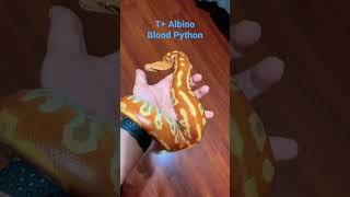 T+ Albino Blood Python
