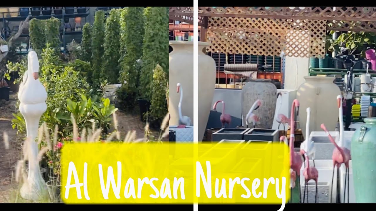 Al Warsan Nursery Dubai Dubai’s cheapest plant nursery YouTube