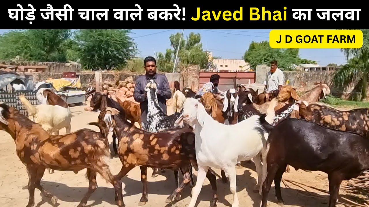 Javaed Rajesthan घोड़े जैसी चाल वाले बकरे! Javed Bhai का जलवा 🔥 JD GOAT FARM PADUKALA ...