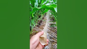 Cách tưới nước cho ruộng ngô thông minh