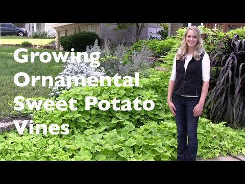 Growing Ornamental Sweet Potato Vines