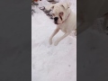 White German Boxer dog plays at snow