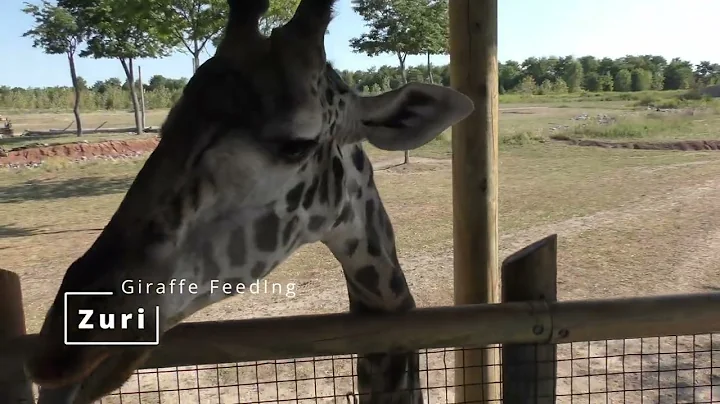 Giraffe Feeding | Zuri | Columbus Zoo