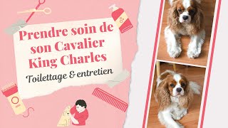 Prendre soin de son Cavalier King Charles : toilettage et entretien || CAVS OF BORDEAUX