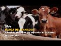 Plaga del Ganado: Cómo Identificar y Controlar el Gusano Barrenador - TvAgro por Juan Gonzalo Angel