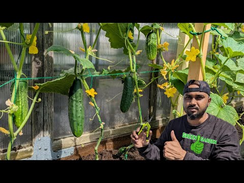 Growing Cucumbers vertically