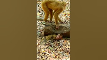 Monkey Business: Insane Pranks and Hijinks from Our Mischievous Friends #Neelamfunnyanimals
