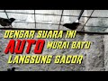 Pancingan Murai Batu Malas Bunyi Mp3 - Mp4 Download