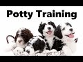 How To Potty Train A Portuguese Water Dog Puppy - House Training Portuguese Water Dog Puppies How To Potty Train A Portuguese Water Dog Puppy - House Training Portuguese Water Dog Puppies