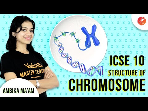 Simple Explanation of Structure of Chromosome | ICSE Class 10 Biology | Cell Cycle and Cell Division