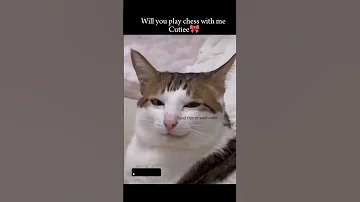 Will You Play Chess With Me Chess 