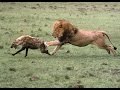 *BIG LION KILL HYENA* HARD ATTACK