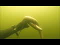 Saadjarv, Estonia Приключения  cherep(A) & shtutser(A) Spearfishing Подводная охота