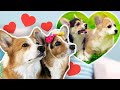 Dogs react to their puppys