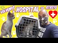 🏥 VOLVEMOS AL HOSPITAL CON nuestro GATITO BEBE ATREYU 😺 Se habrá curado? Momentos Divertidos