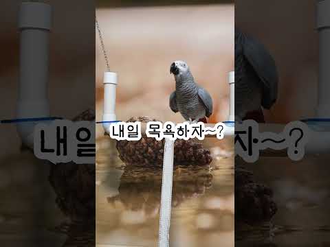 연구대상똘이#<strong>parrot</strong> #반려동물 #shocked #shorts #funny #웃긴영상 #cute #동물 #apt