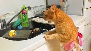 😘 IMPOSSIBLE TRY NOT TO LAUGH 😅😆 Funny Animal Moments 🐱