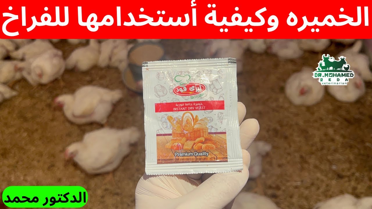 الطريقة الصحيحة لاستخدام الخميره للفراخ لزيادة وزنها 3 كيلو