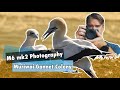 M6 mark II Bird Photography | Muriwai Gannet Colony | Photography Vlog