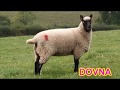 разведение овец , что я делаю из шерсти